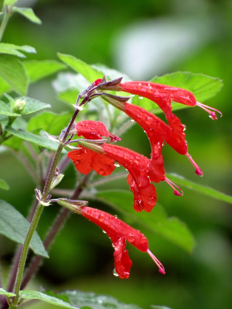 salvia_coccinea_2